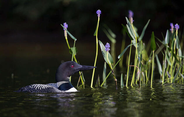 False Springs: How Earlier Spring With Climate Change Wreaks Havoc on Birds
