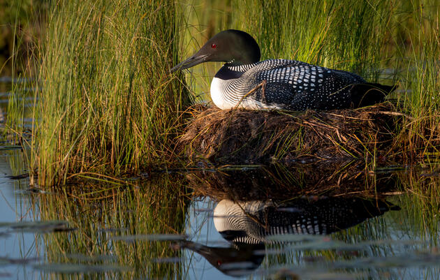 Vermont Teens Draw Climate Solace from Drawing Birds