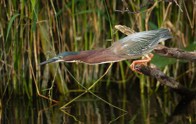 Green Heron. Edward Cordes/Audubon Photography Awards