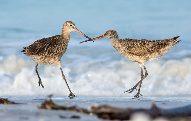 Marbled Godwits. Peter Brannon/Audubon Photography Awards