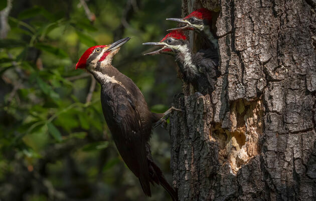 A New Take for the Trillion Trees Act