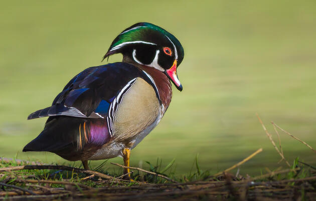 Administration Moves to Finalize Bird-Killer Policy