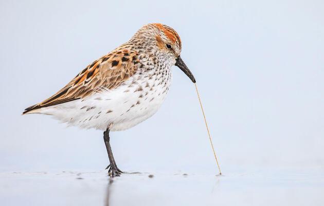 Western Sandpiper. Ronan Donovan/Audubon Photography Awards