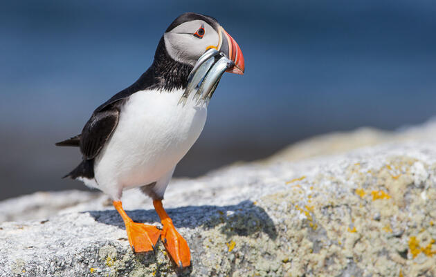 Audubon Applauds New Protections for a New England Fish That Seabirds Rely On