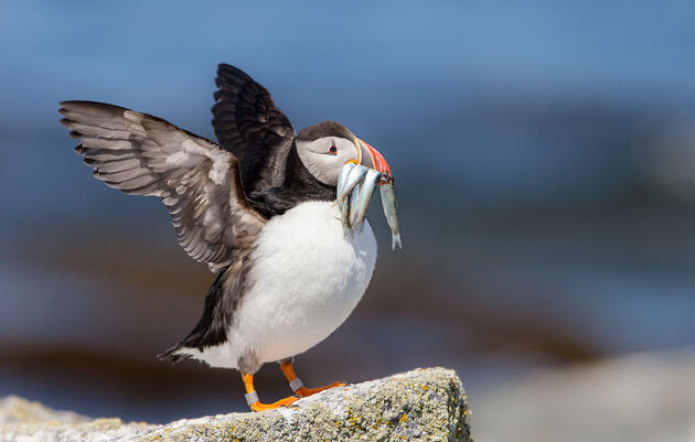 Atlantic Puffin with Herring. Shawn Casey/Audubon Seabird Institute