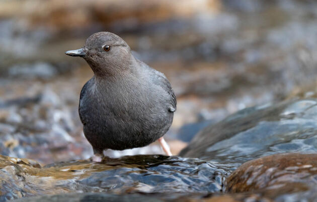 American Dipper. Evan Barrientos/Audubon Rockies