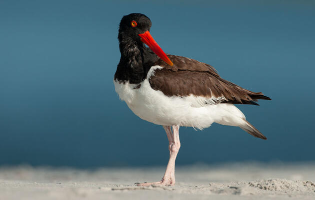 American Oystercatcher. Walker Golder