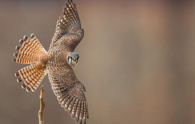 American Kestrel. Photo: Jason Ganz/Audubon Photography Awards