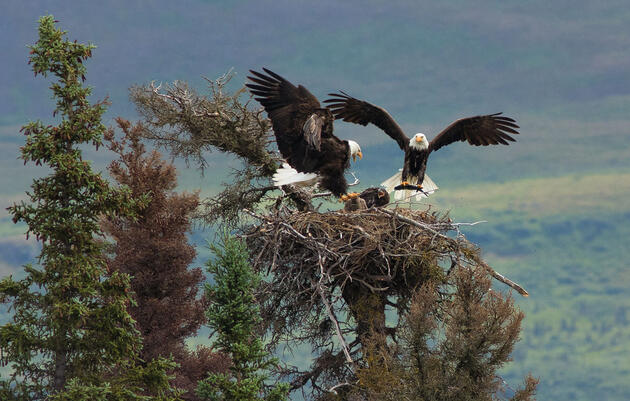 Bald Eagles. Ed MacKerrow/Audubon Photography Awards