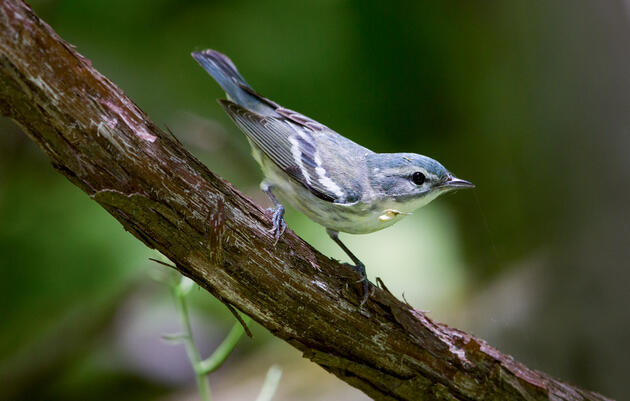 Audubon’s Delaware River Watershed Program Takes Flight with Key Conservation Funding
