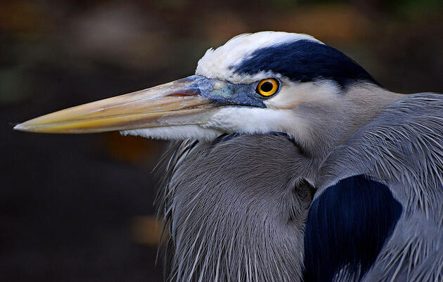 Great Blue Heron. 