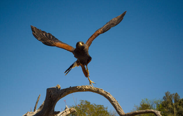 Audubon and Partners Honored with Award for Leadership in Arizona Water Policy