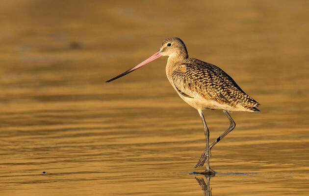 New Study Finds Humboldt Bay is Among the Most Important Places in the Entire Hemisphere for Migratory Shorebirds