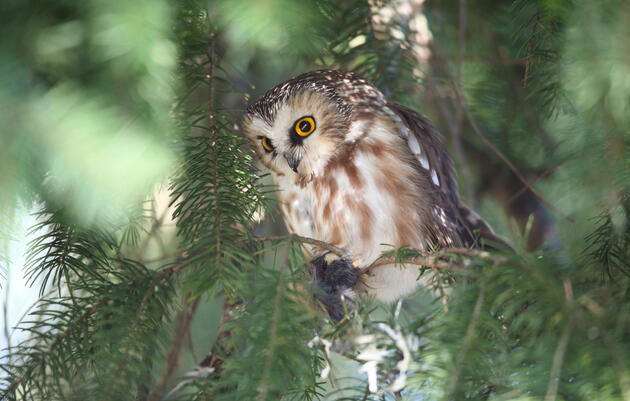 Where Will Rocky the Northern Saw-whet Owl Spend the Holidays?