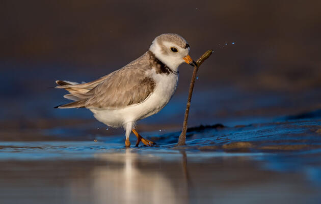 Piping Plover. William Pully/Audubon Photography Awards
