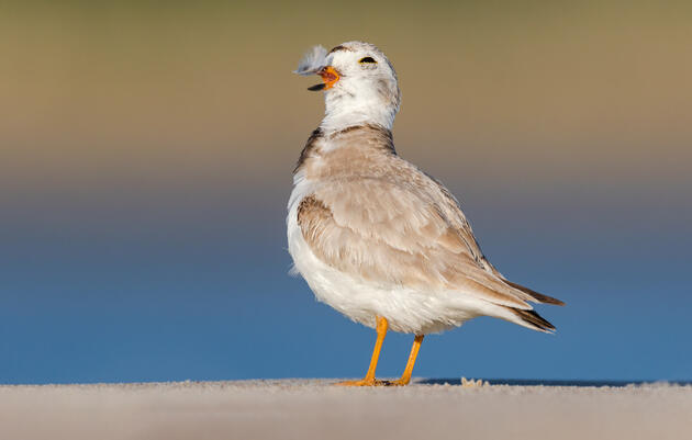 Piping Plover. Matthew Filosa/Audubon Photography Awards