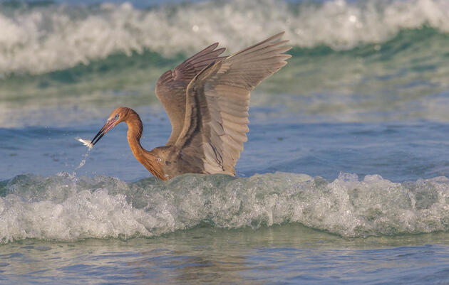 Reddish Egret. Marjie Goldberg/Audubon Photography Awards