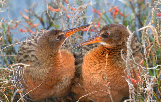 Ridgway's Rail. Rick Lewis/Audubon Photography Awards