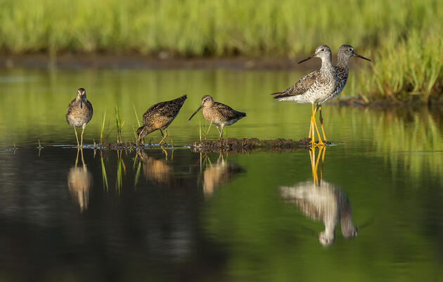 Short-billed Dowitchers, left, and Greater Yellowlegs. Dan Ion/Audubon Photography Awards
