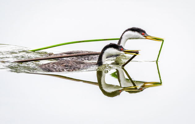 Arizona Department of Water Resources and Audubon Agree to Funding Plan to Conserve Colorado River Water