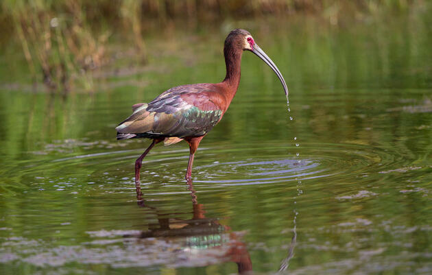 White-faced Ibis. Warren-Martin Hern/Audubon Photography Awards