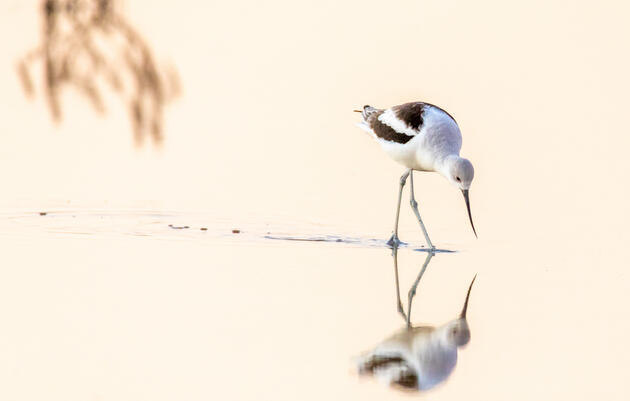 American Avocet. Nick Stroot/Audubon Photography Awards