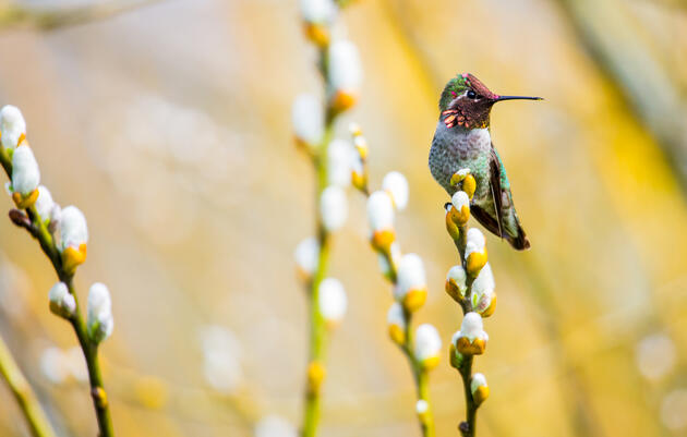 Anna's Hummingbird. Matthew Olson/Audubon Photography Awards