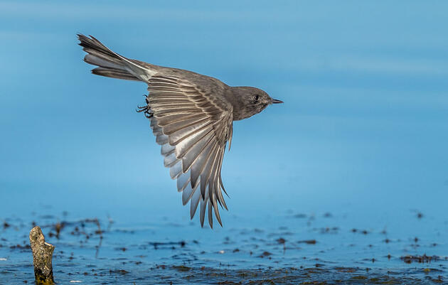 Black Phoebe. Rick Derevan/Audubon Photography Awards
