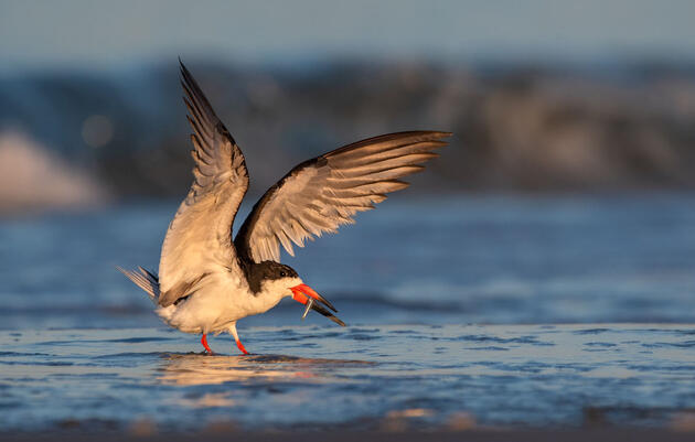 Black Skimmer. Nikunj Patel/Audubon Photography Awards