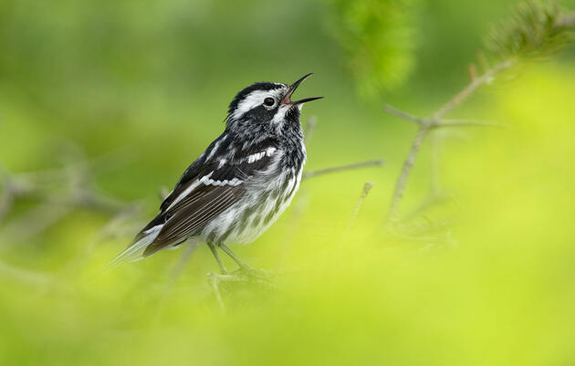 Black-and-white Warbler. Brad James/Audubon Photography Awards