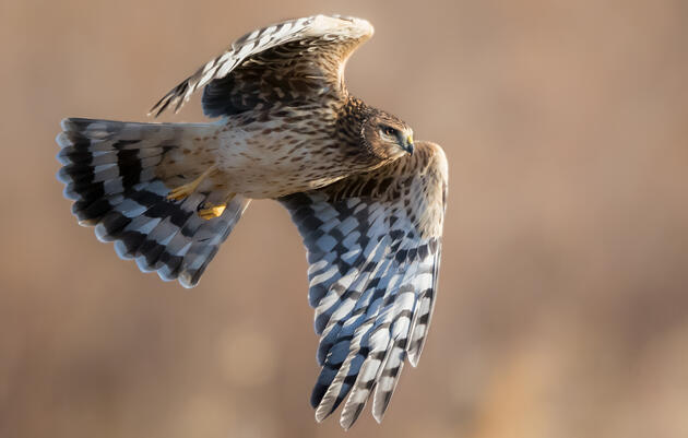 Administration Continues to Defend its Illegal Bird-Killing Policy