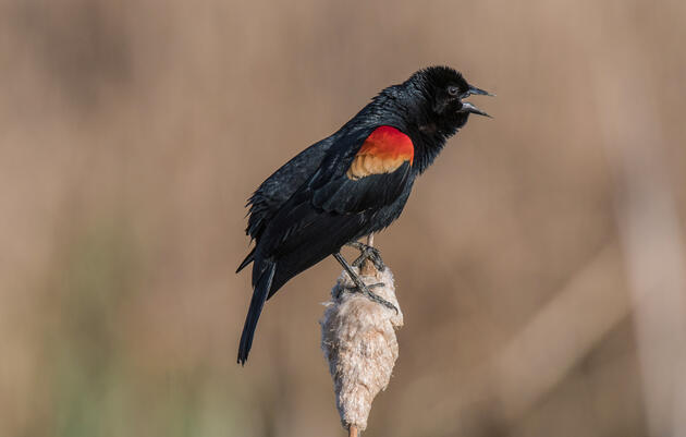 Red-winged Blackbird. Jake Mosher/Audubon Photography Awards