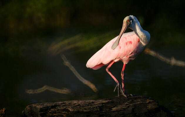 Roseate Spoonbill Audubon Field Guide
