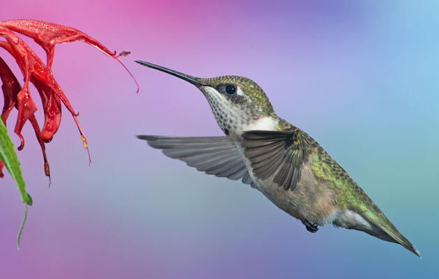 National Audubon Society Celebrates Resolution Declaring April Native Plant Month