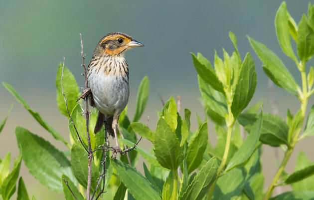 Saltmarsh Sparrow. Frank Lehman/Audubon Photography Awards