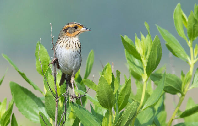 Saltmarsh Sparrow. Frank Lehman/Audubon Photography Awards