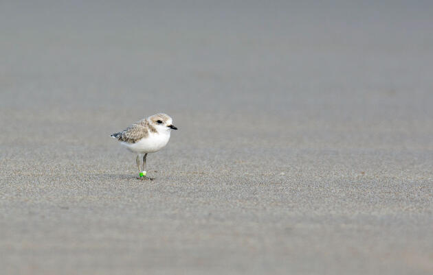 Snowy Plover. Frank Lehman/Audubon Photography Awards