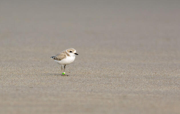 Snowy Plover. Frank Lehman/Audubon Photography Awards