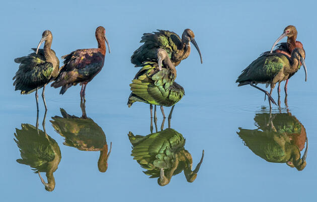 White-faced Ibis. Craig Goettsch/Audubon Photography Awards