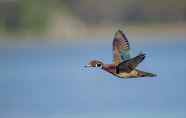 Wood Duck. Mark Hainen/Audubon Photography Awards
