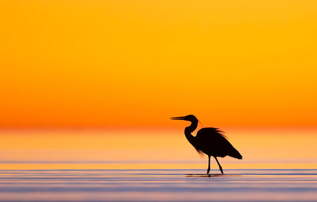 Great Blue Heron.