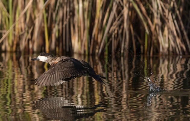Ruddy Duck. Claudio Contreras Koob
