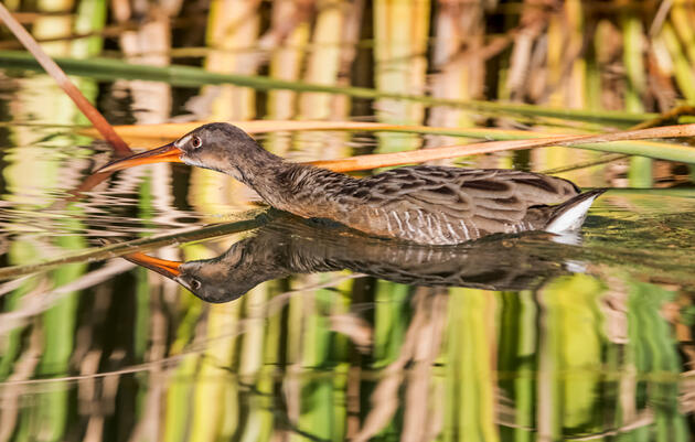 Ridgway's Rail in the Ciénega de Santa Clara, Colorado River Delta, Mexico. Claudio-Contreras Koob