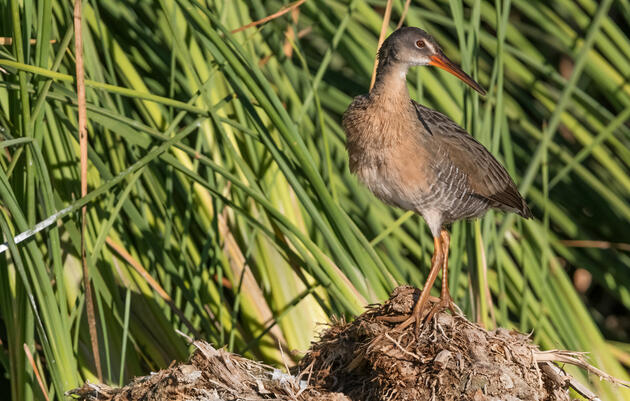 Nuevo proyecto de ley del Senado amenaza a EE. UU.—Cooperación de México, Medio Ambiente y Aves del bajo Río Colorado
