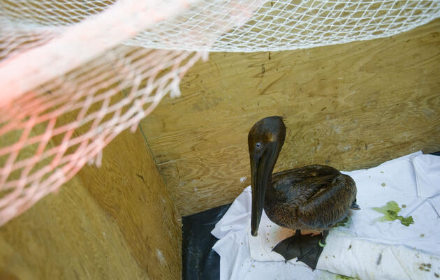 A oiled Brown Pelican awaits cleaning a month after the Deepwater Horizon oil spill in 2010. Kim Hubbard/Audubon