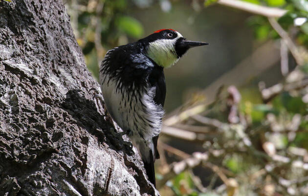 Acorn Woodpecker. Joan Tisdale/Great Backyard Bird Count