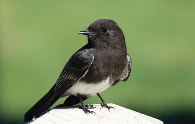 Black Phoebe. Marie Jorgensen/Great Backyard Bird Count