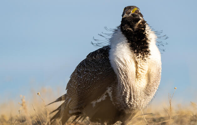 Biden’s 30 x 30 Plan: A Roadmap to Restore the Sagebrush Steppe