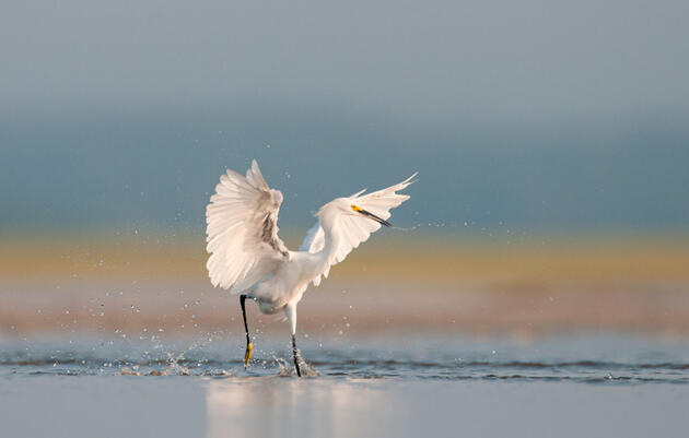 Snowy Egret. Walker Golder
