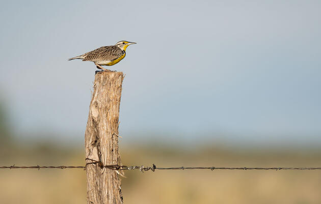 Western Meadowlark. Evan Barrientos/Audubon Rockies